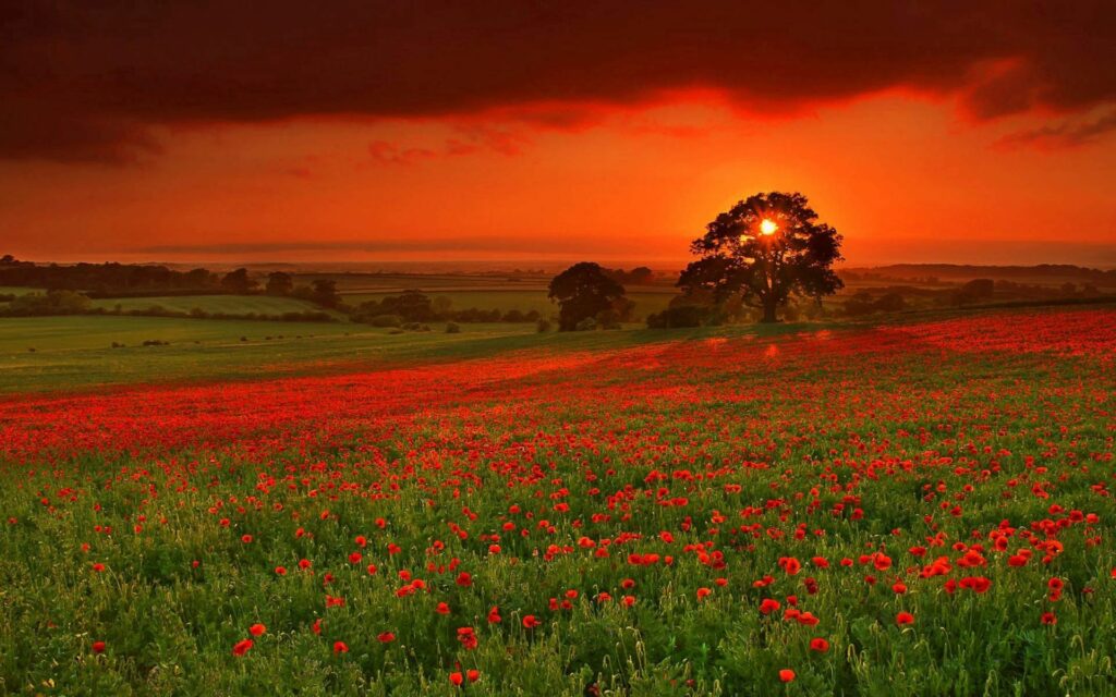 Autumn field of red flowers with silhouetted tree under vibrant orange sunset sky wallpaper background