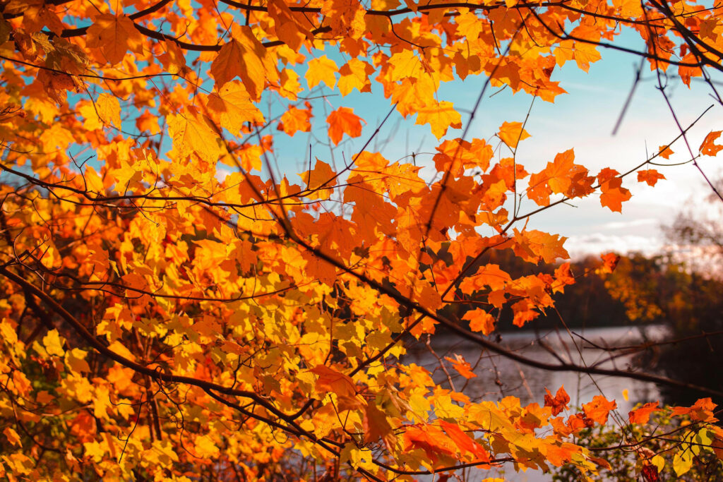 Vibrant Autumn Colors: A Macro Shot of a Maple Branch in Peters Lake Park, Canonsburg Wallpaper