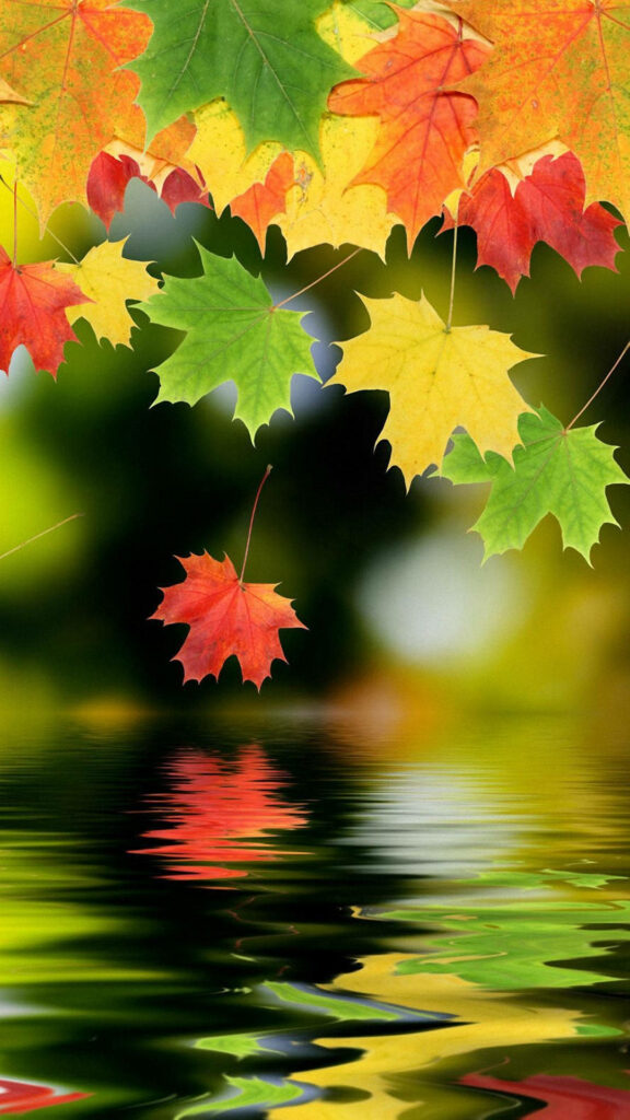 Nature's Palette: Vibrant Maple Autumn Leaves Cascading in Reflections on Android Phone Background Wallpaper
