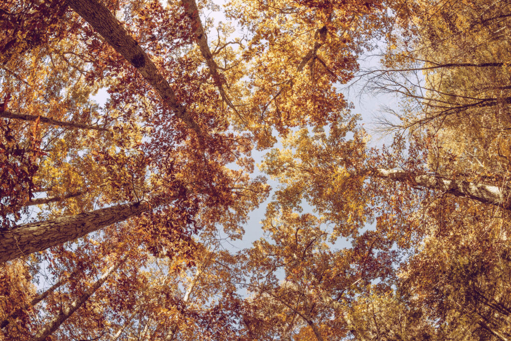 Autumn wallpaper looking up at tall trees with vibrant golden and orange leaves clear sky