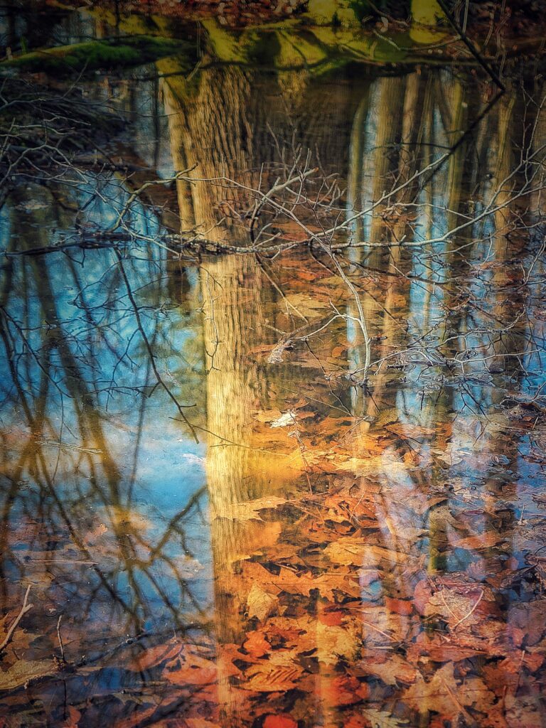 Reflection of bare tree with autumn leaves on calm water in warm orange and blue tones Wallpaper