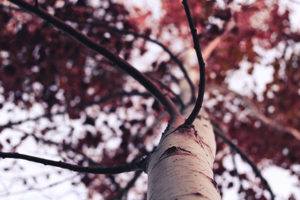 Upward view of textured tree trunk with red brown autumn leaves and soft natural light background Wallpaper