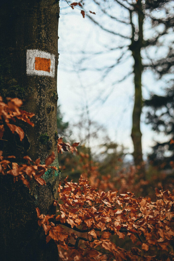 Tree trunk with painted label surrounded by dry autumn leaves in soft natural light wallpaper