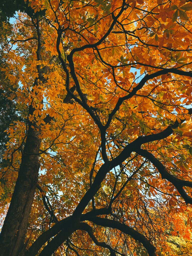 Autumn tree with dark branches and vibrant yellow leaves against clear sky wallpaper background