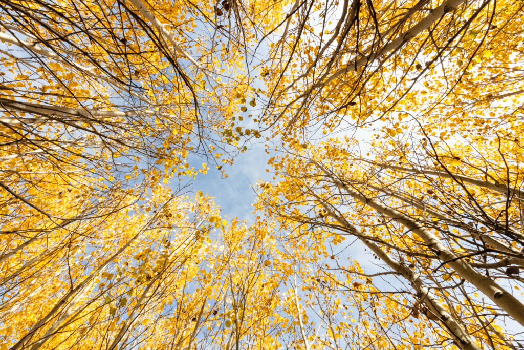 Bottom view of tall autumn trees with golden leaves against bright blue sky wallpaper background
