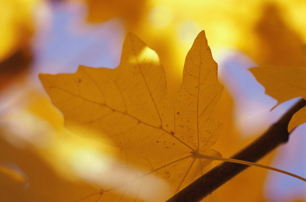 Macro image of a golden maple leaf with detailed veins and soft autumn bokeh background Wallpaper