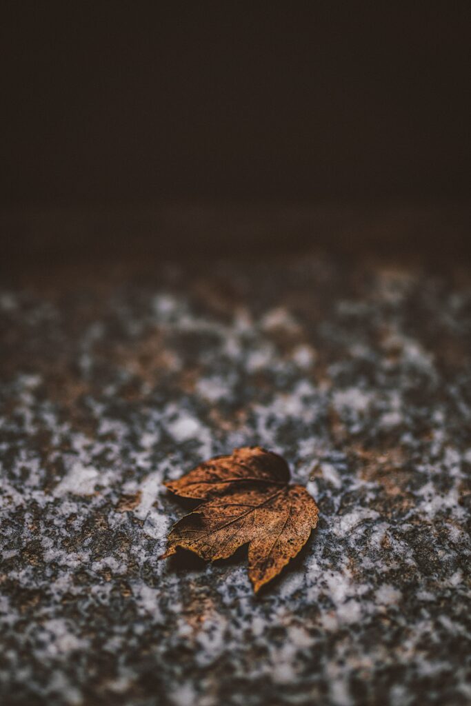 Autumn Aesthetic: Dry Brown Leaf on Textured Stone Wallpaper Background