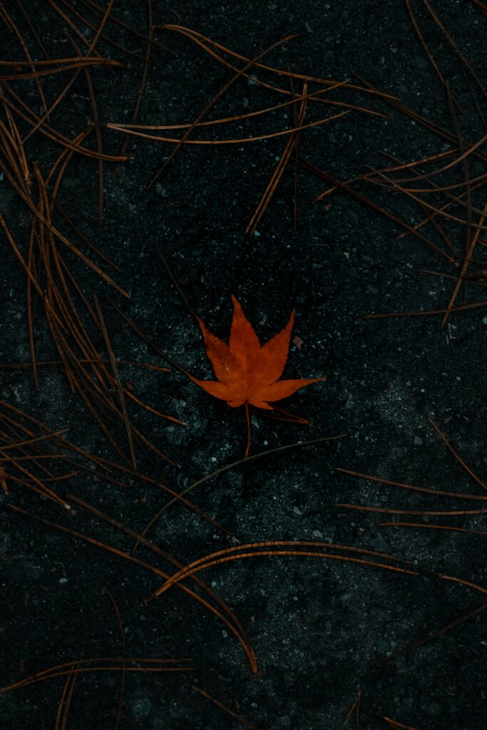Vibrant Red Maple Leaf on Asphalt: Autumn Wallpaper Background