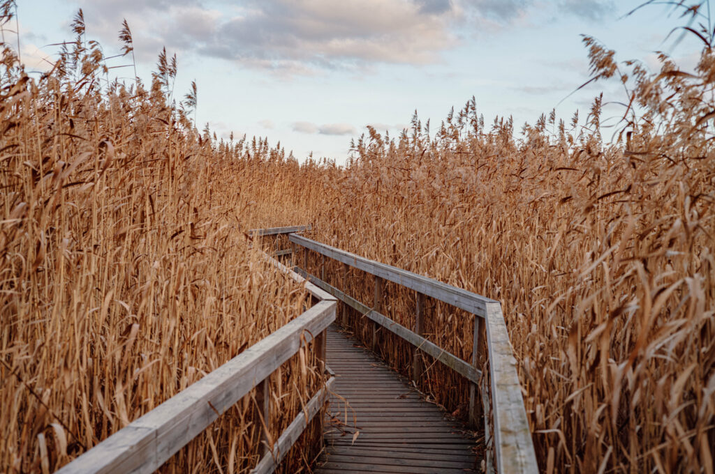 Wooden walkway through tall golden reeds in autumn landscape with warm brown hues sky background Wallpaper
