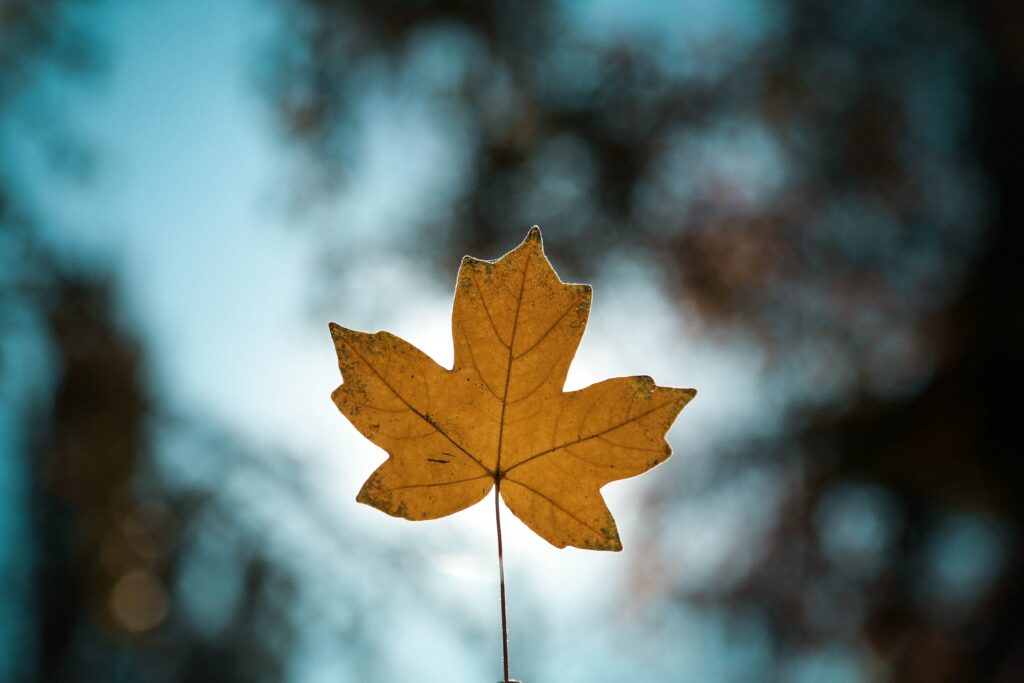 Beautiful Yellow Maple Leaf Closeup - Autumn Wallpaper Background