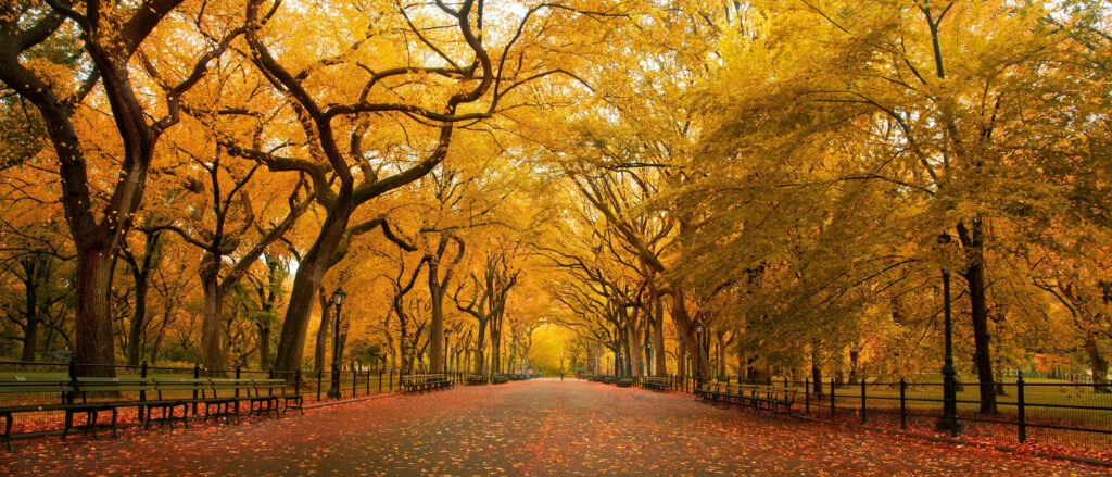 Golden Path: Vibrant Autumn Colors in Central Park - 4k Ultra Widescreen Background Wallpaper