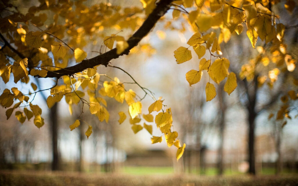 Serene Autumn Scene: Captivating Nature Blur Background Wallpaper