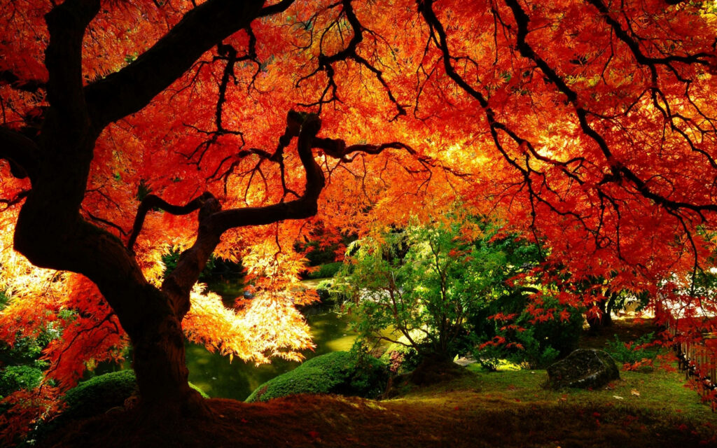 Majestic tree with vibrant orange autumn leaves over lush garden and sunlight serene scene Wallpaper
