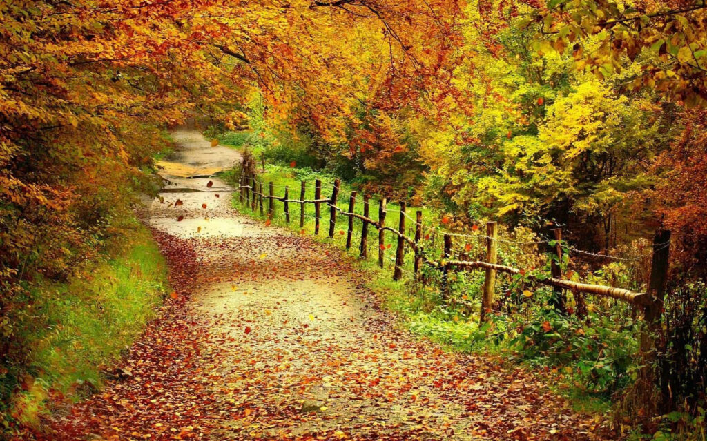 Autumn Splendor: Tranquil Pathway Enclosed by Vibrant Foliage and Rustic Fence Wallpaper