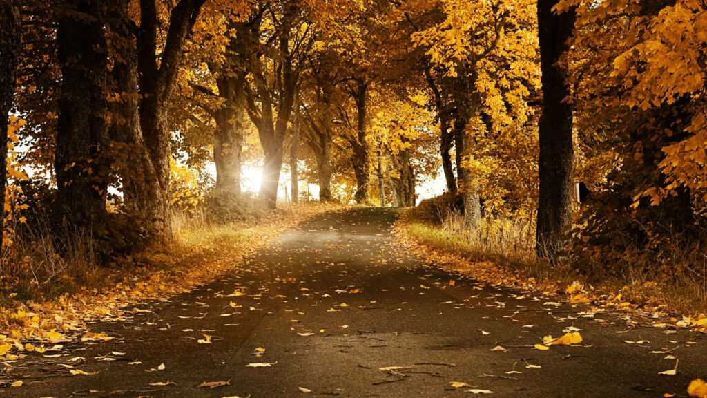 Autumn's Awe: Majestic Trees and a Leaf-Covered Pathway Wallpaper
