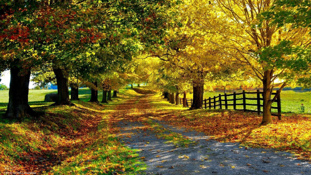 Autumn's Enchanted Path: Vibrant Foliage along a Fenced Road Wallpaper