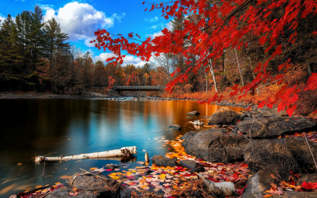 Vibrant Foliage Reflecting in Pristine Forest Lake – Captivating Autumn Backdrop Wallpaper