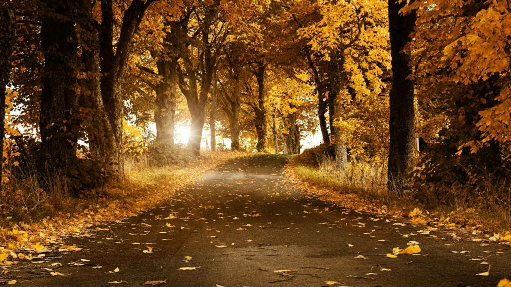 Glimpses of Autumn's Golden Path: A Serene Journey through Vibrant Trees Wallpaper