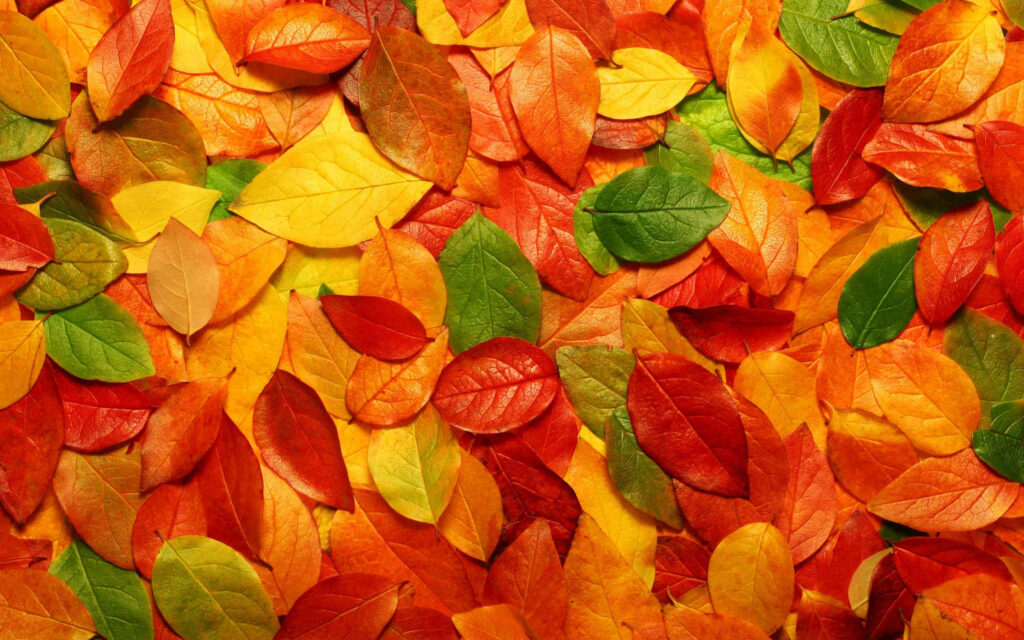 Harmonious Autumn Medley: A Vibrant Mosaic of Fall Leaves in Diverse Sizes Composing a Stunning Aesthetic Backdrop Wallpaper