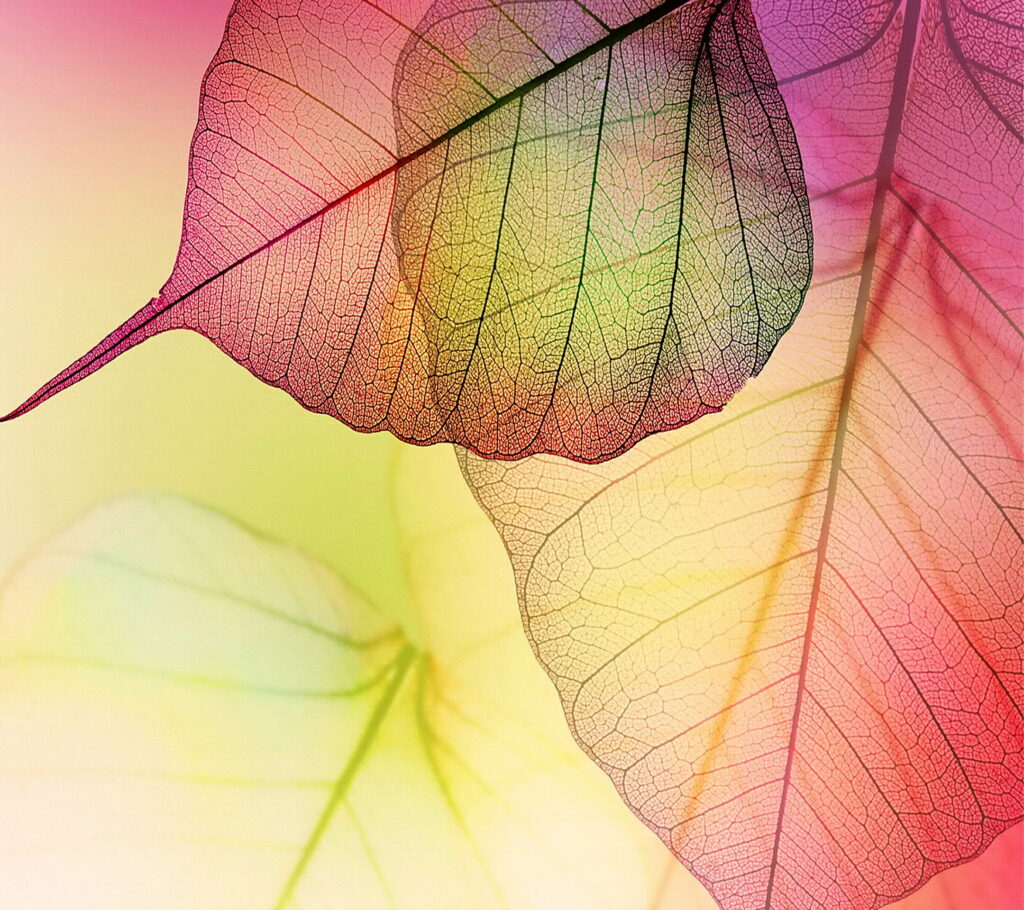 Infinite Autumn: A Captivating HD Wallpaper of Transparent Leaves as a Mesmerizing Background