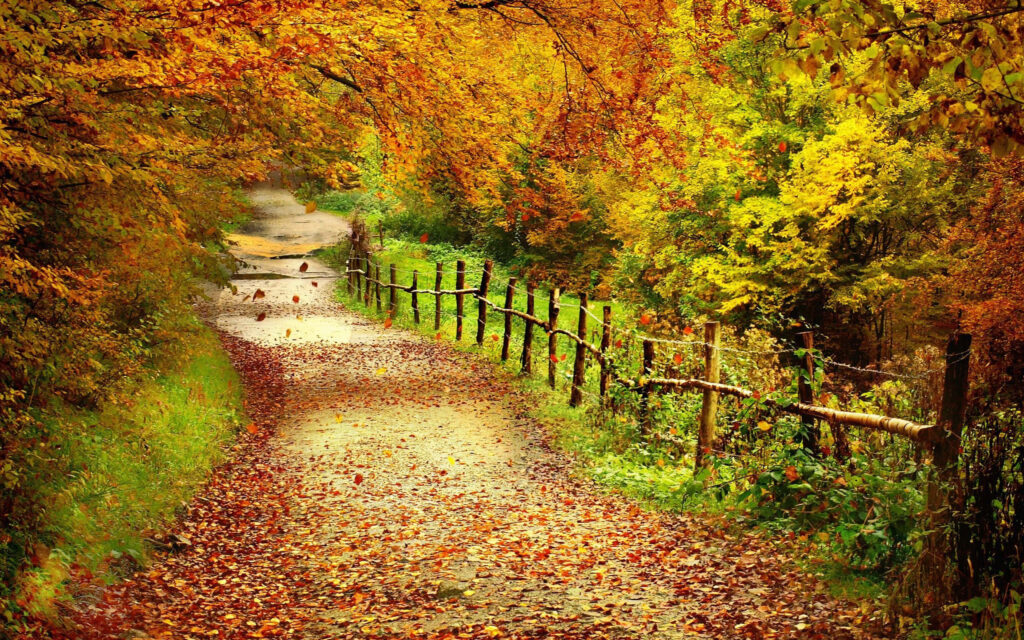 Rustic Beauty: A Leaf-Covered Pathway With Fall Foliage in the Background Wallpaper