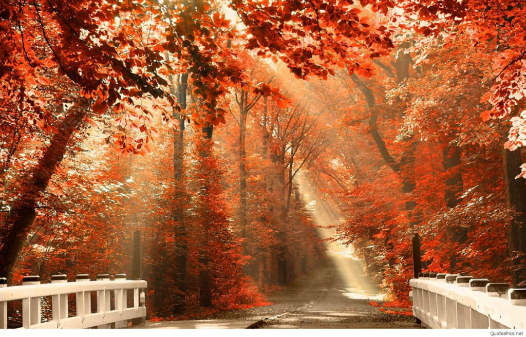 Sunlit Pathway: Serene Autumn Scene with White Bridge and Vibrant Foliage Wallpaper