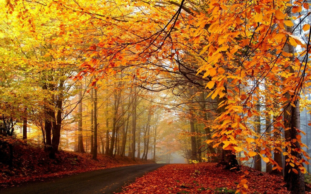 Autumn Harmony: Vibrant Forestscape Engulfed in Orange and Yellow Leaf Delight - Serene Tumblr Desktop Background Wallpaper