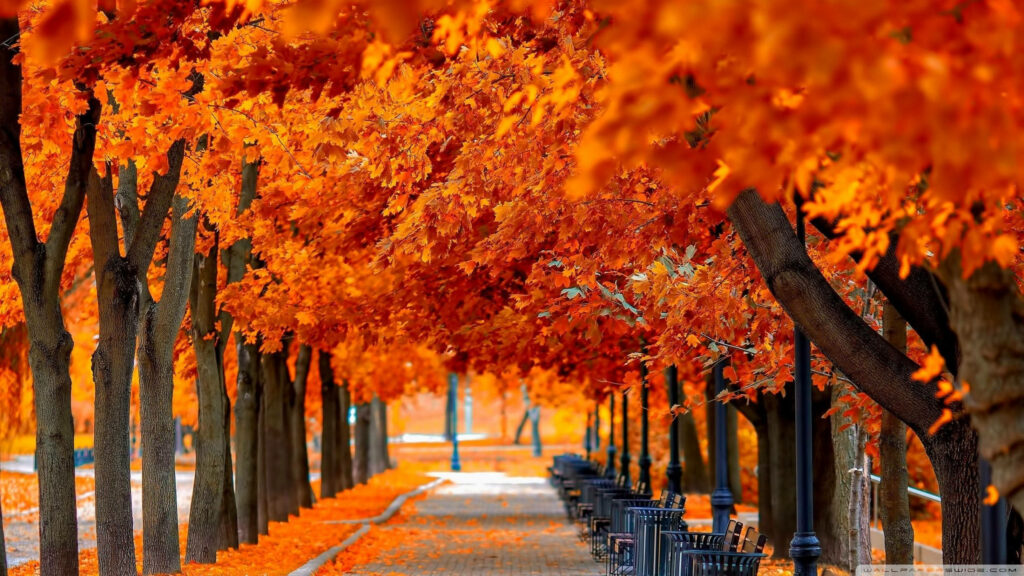 Autumn pathway with vibrant orange trees and golden leaves creating peaceful fall tunnel Wallpaper