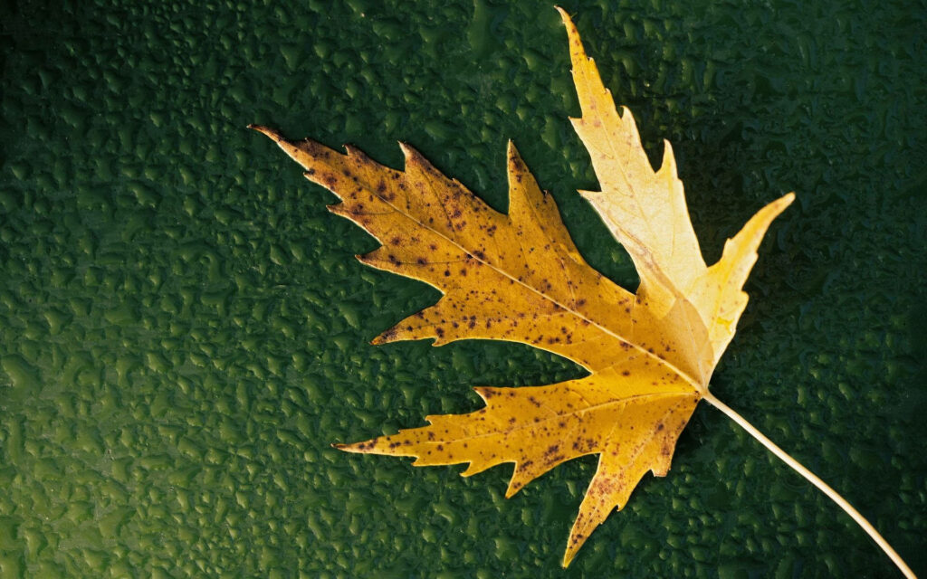 Radiant Autumn Charm: A Captivating Yellow Maple Leaf Wallpaper