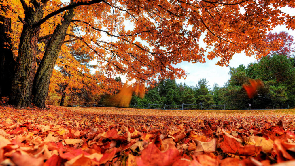 Vibrant Autumn Splendor: 2560x1440 Fall Wallpaper featuring Fiery Orange Leaves in a Woodland Haven