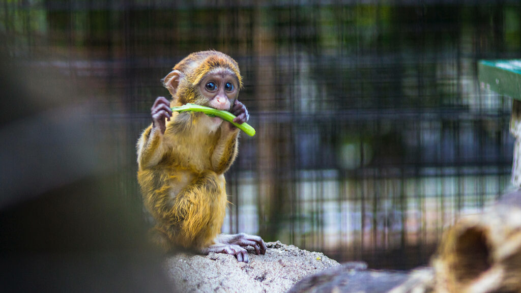 Curious Baby Primate Delights on Crunchy Celery, Captivating Visitors with its Charm - Zoo's Irresistibly Cute Animal Display Wallpaper