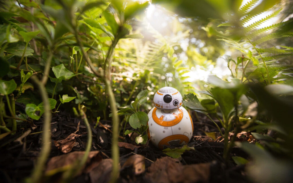 BB-8 droid exploring vibrant lush green forest floor with sunlight filtering through foliage wallpaper