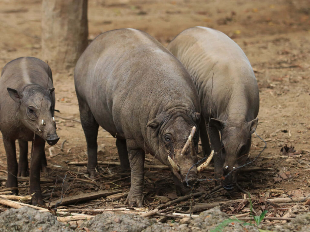 Babirusas foraging on forest floor with curved tusks and sturdy bodies in natural habitat wallpaper