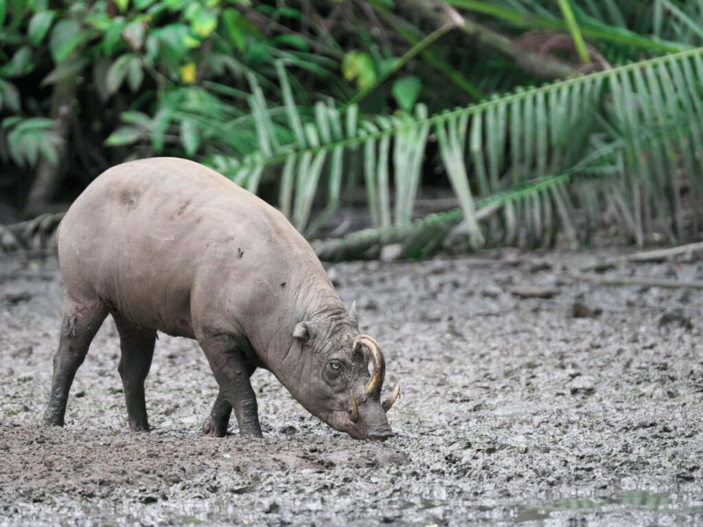 Babirusa foraging in mud amid lush green tropical vegetation natural habitat wallpaper background