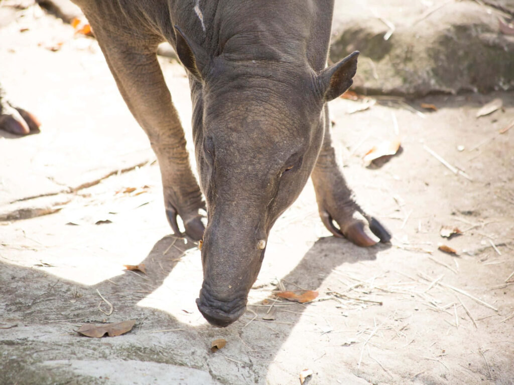 Babirusa walking on sandy ground showing elongated snout and sturdy legs in sunlight wallpaper