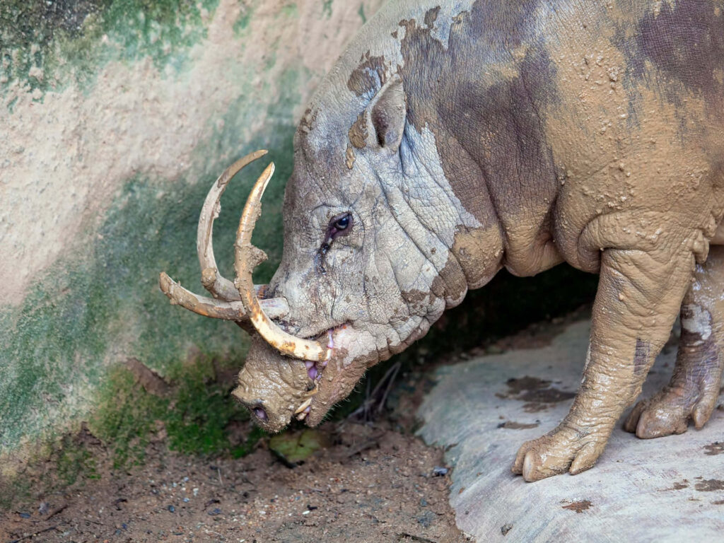 Babirusa with curved tusks and textured mud skin standing in natural earthy wildlife background Wallpaper