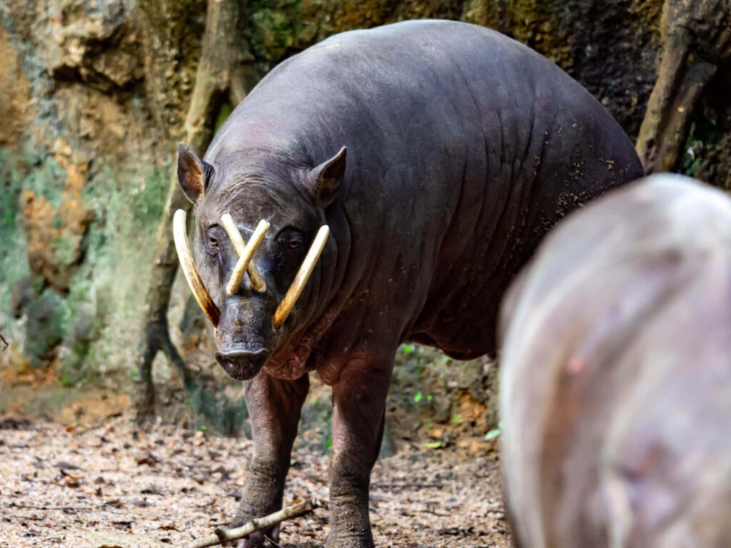 Babirusa in forested habitat displaying distinctive curved tusks wildlife wallpaper background