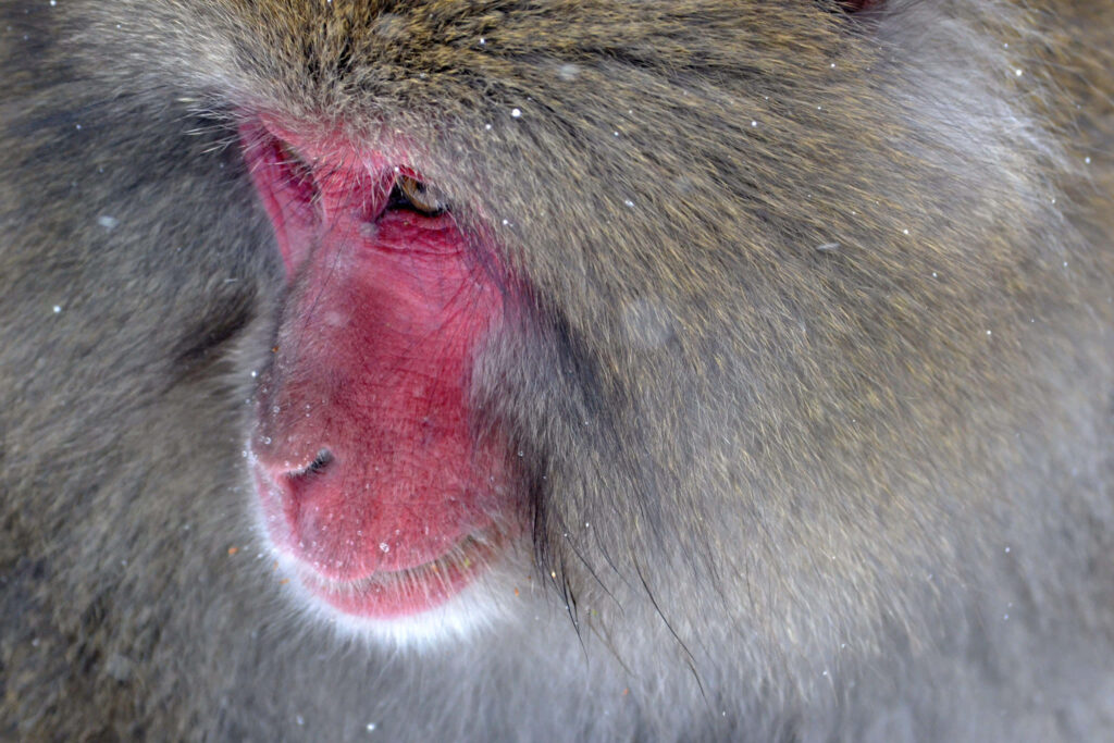 Close-up of baboon face with snowflakes on thick fur showing vivid red skin winter wallpaper background
