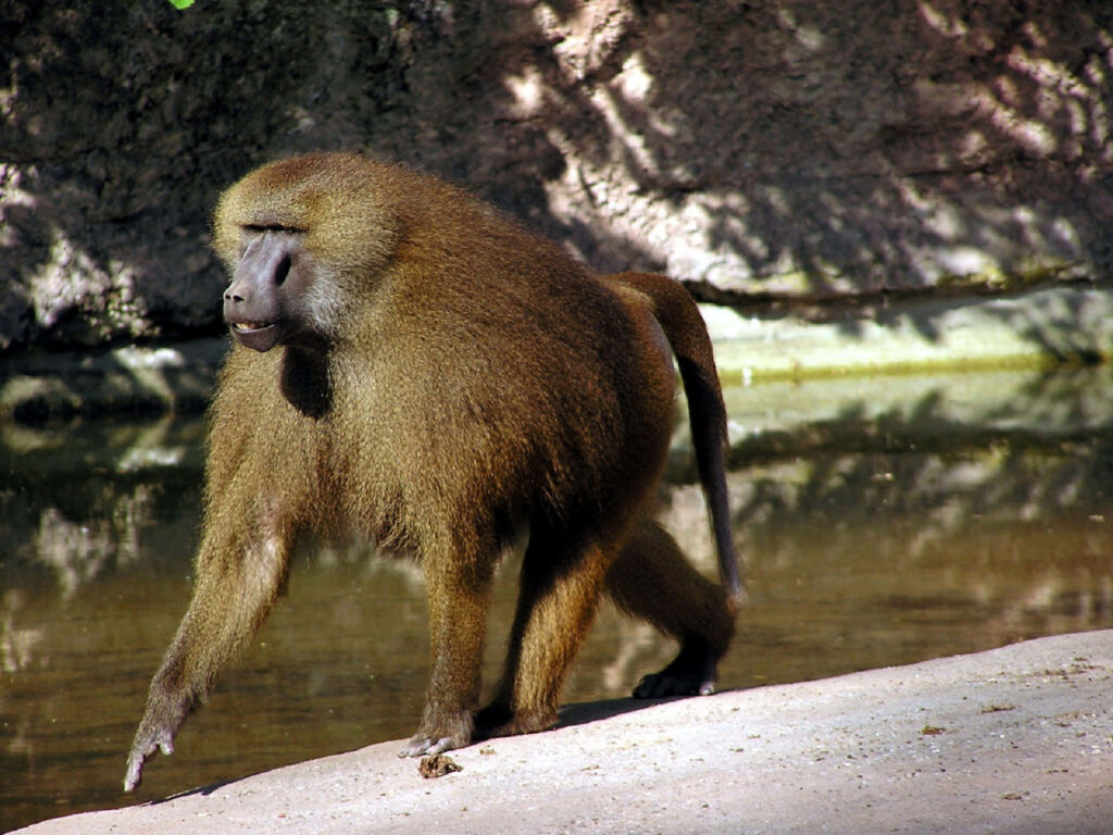 Baboon walking by calm water with rocky background in natural sunlight wildlife scene wallpaper