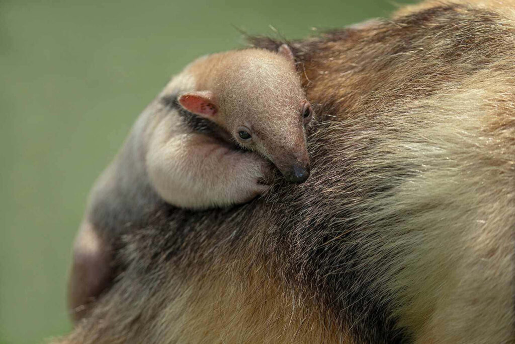 Baby anteater resting on mother’s back nature wallpaper scene of comfort and protection