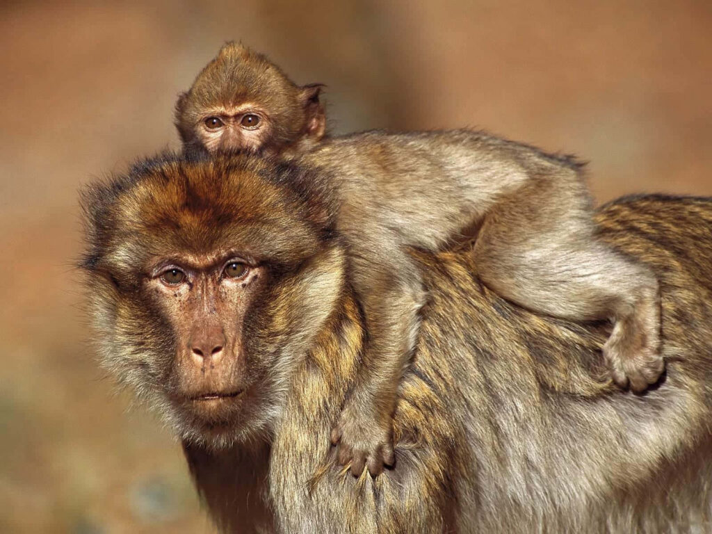 Baby baboon clinging to mother showing strong bond and protective nature of primates wallpaper