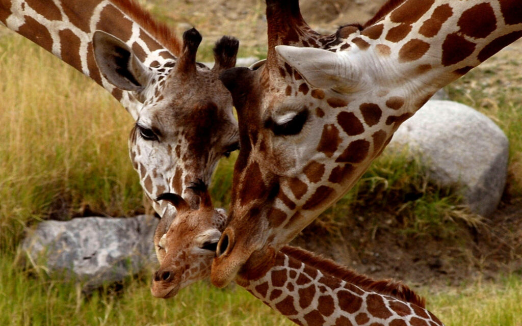 Sweet Baby Giraffe Cuddled by Adults in Serene Nature Wallpaper