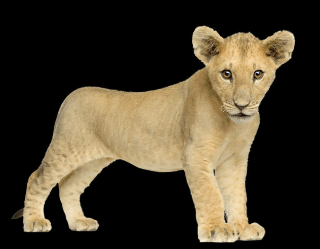 Baby Lion Wallpaper: Full-Body Image on Black Background