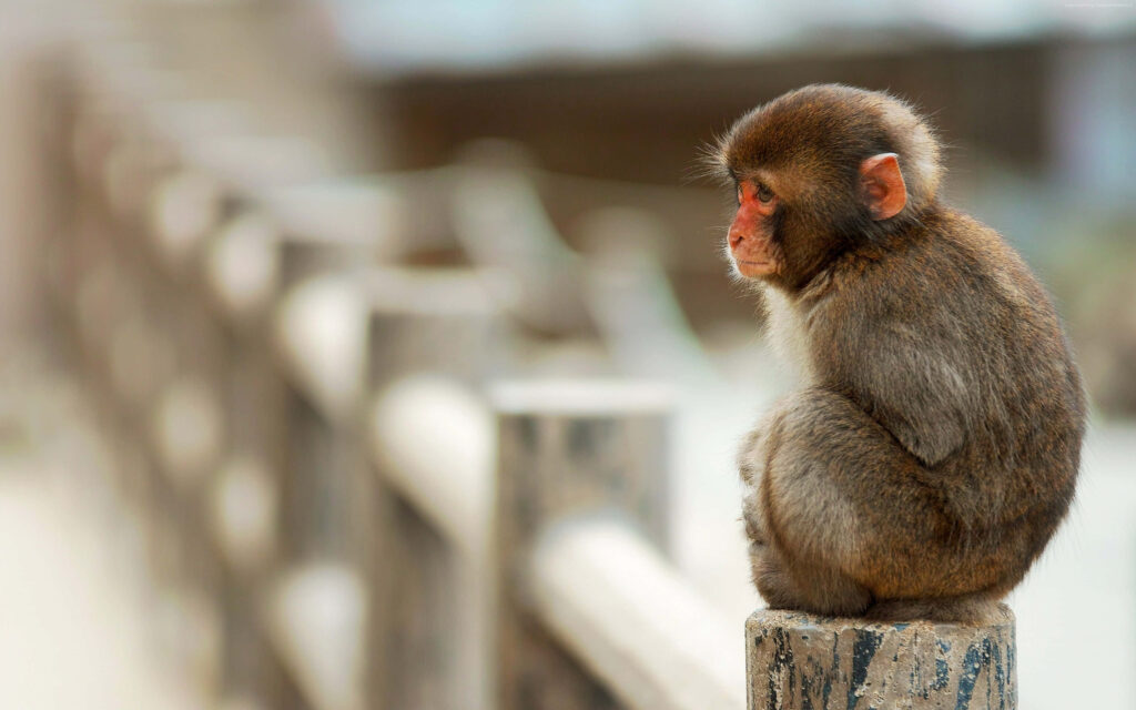 Serene Baby Monkey Wallpaper on Wooden Post with Blurred Background