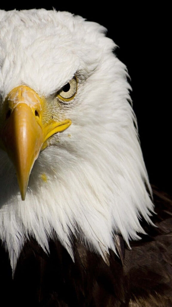 Majestic Bald Eagle Close-Up: Fierce Eye & Beak Wallpaper
