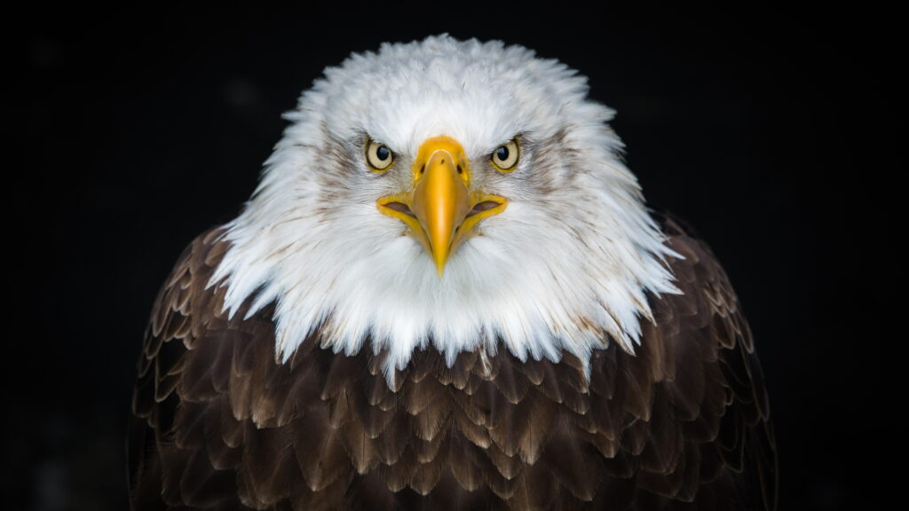 Close-Up Bald Eagle Majesty: An 8K Wallpaper Background Photo