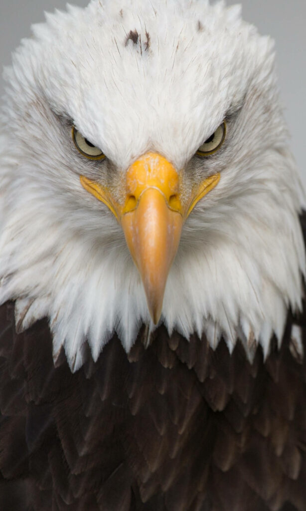 Close-Up Bald Eagle Wallpaper: Intense Gaze & Stunning Feathers