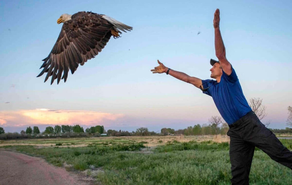 Bald Eagle Release: A Symbol of Freedom in Nature's Serenity Wallpaper