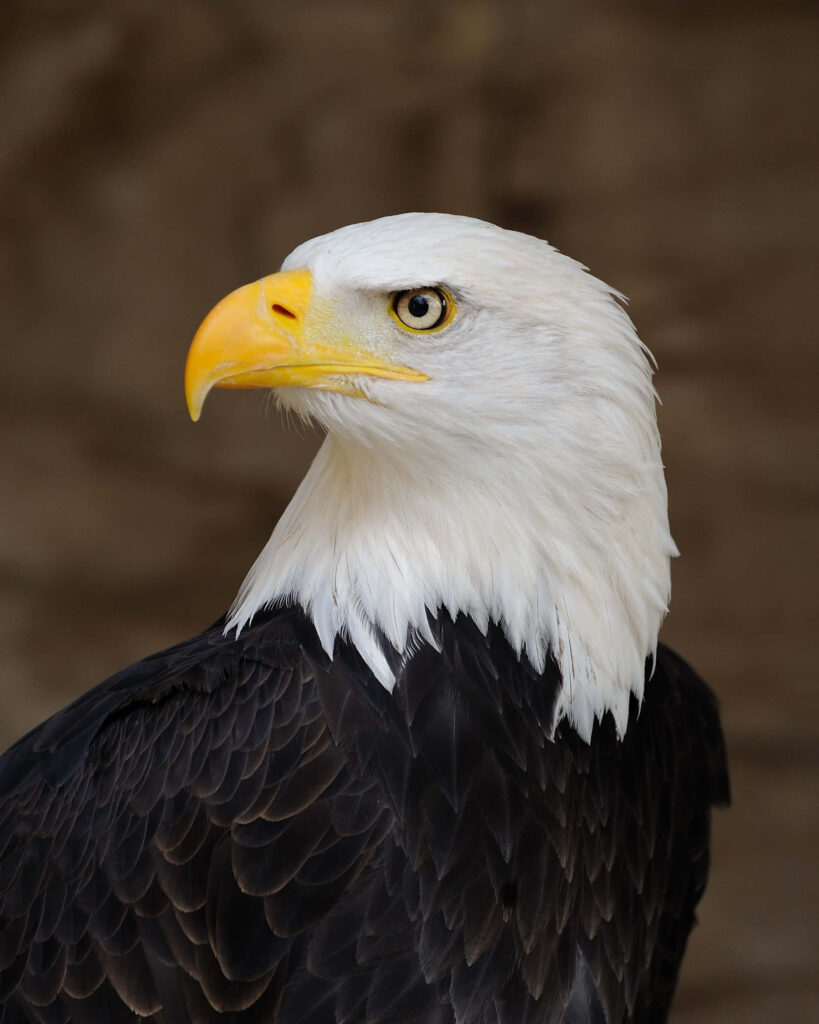 Bald Eagle Wallpaper: Stunning Portrait of Nature's Majesty