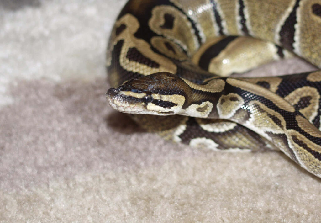 Large Ball Python Wallpaper: Intricate Scalebacks on Earthy Carpet